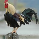 26-rooster.jpg