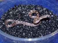 2009_0831Charcoals0016.JPG