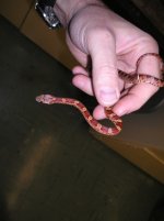 reptile-pics 274.jpg