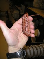 reptile-pics 273.jpg