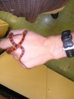 reptile-pics 272.jpg