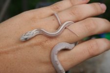 Snakes 2009 Aug 003.jpg