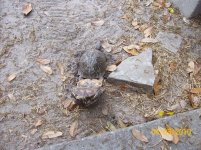 Turtles mating.jpg