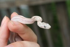 Snakes 2009 Aug 011.jpg