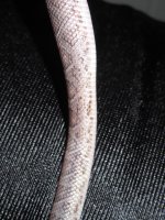 Pewter Side Diffusion 7.JPG