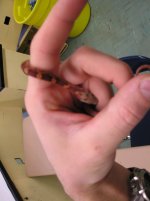reptile-pics 270.jpg
