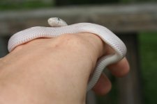 Snakes 2009 Aug 018.jpg