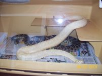 Albino Eastern Diamondback.jpg