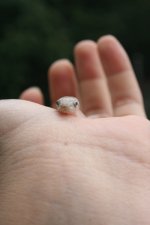 Snakes 2009 Aug 023.jpg