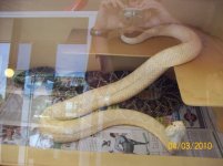 Albino Eastern Diamondback 2.jpg