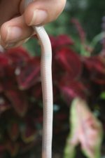 Snakes 2009 Aug 025.jpg