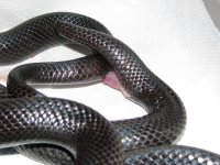 IMG_0722 klein.jpg