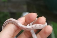 Snakes 2009 Aug 026.jpg