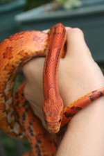 Snakes 2009 Aug 030.jpg
