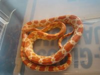 mysterysnake.jpg