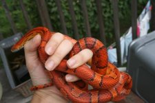 Snakes 2009 Aug 031.jpg