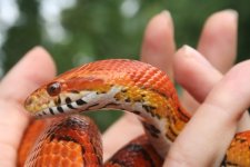 Snakes 2009 Aug 036.jpg