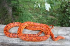 Snakes 2009 Aug 038.jpg