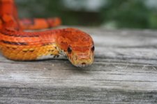 Snakes 2009 Aug 040.jpg