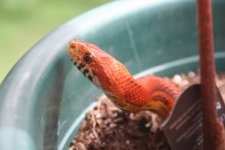Snakes 2009 Aug 051.jpg