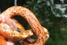 Snakes 2009 Aug 059.jpg