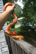 Snakes 2009 Aug 063.jpg