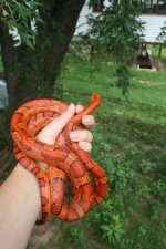 Snakes 2009 Aug 066.jpg