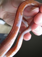 cornsnakes-201.jpg