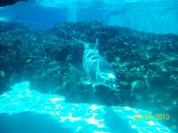 sea world 2.jpg