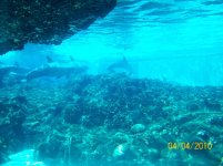 sea world 1.jpg