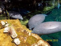 sea world 3.jpg