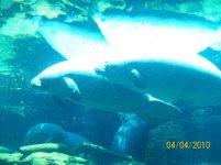 sea world 4.jpg