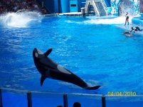 sea world 9.jpg
