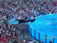 sea world 10.jpg