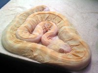 scaleless snake.jpg