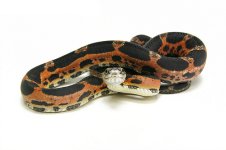 scaleless snake2.jpg