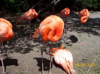 flamingo.jpg