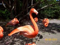 flamingo 2.jpg