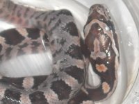 babycornsnake.jpg