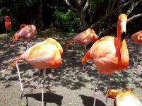 flamingo 3.jpg