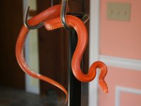 Kismet022009.jpg