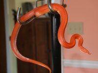 Kismet022009a.jpg