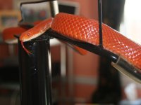 Kismet022009b.jpg