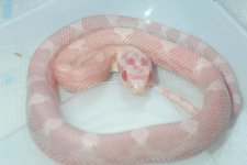 Opal Motley het Lava_003_800x480.jpg