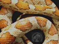 corn snake ultramel xsm.jpg