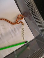 reptile-pics 280.jpg