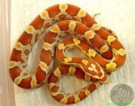 hatchling ultramel corn snake sm.jpg