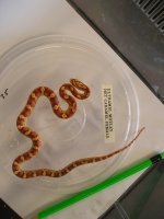 reptile-pics 279.jpg