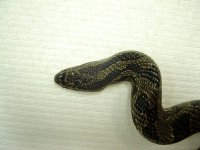 female black ratsnake.jpg