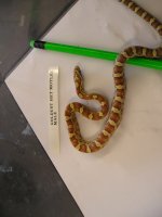 reptile-pics 278.jpg